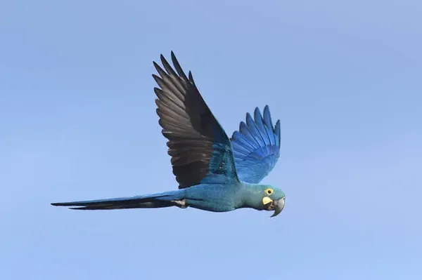 flying-parrot