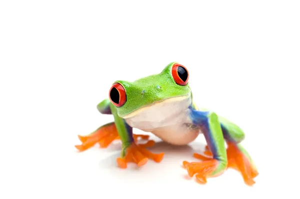 frog-bg
