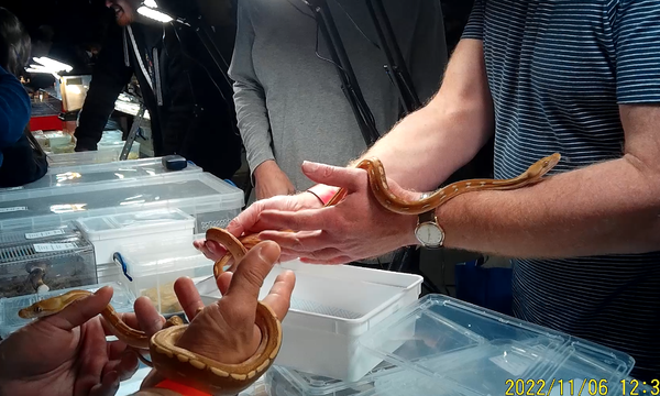 Garden centre reptile market nipped in the bud​