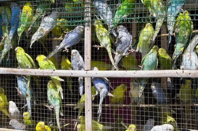 Budgies