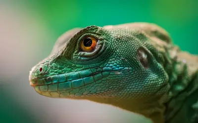 Lizard head