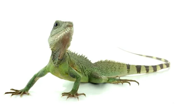 lizard-1
