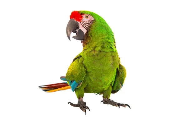 parrot-2