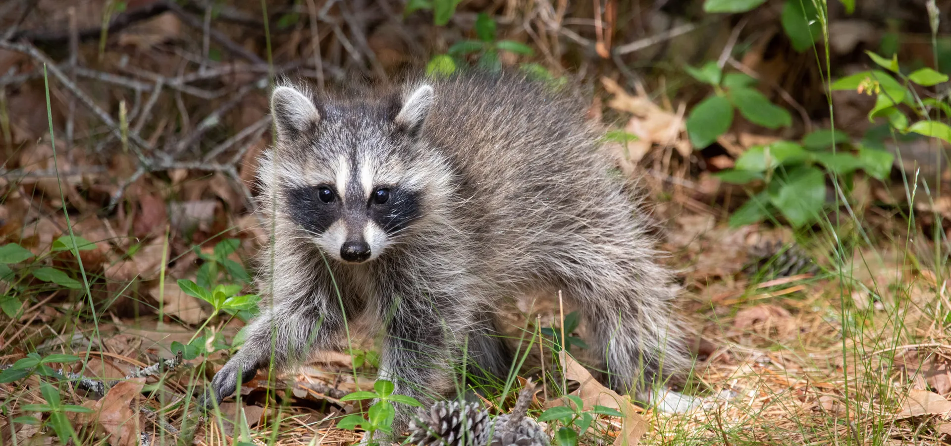 racoon