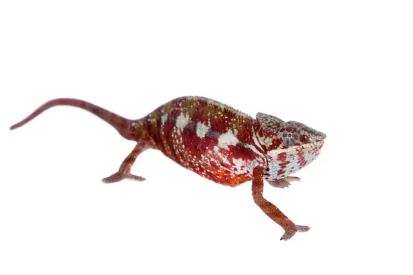 red-lizard