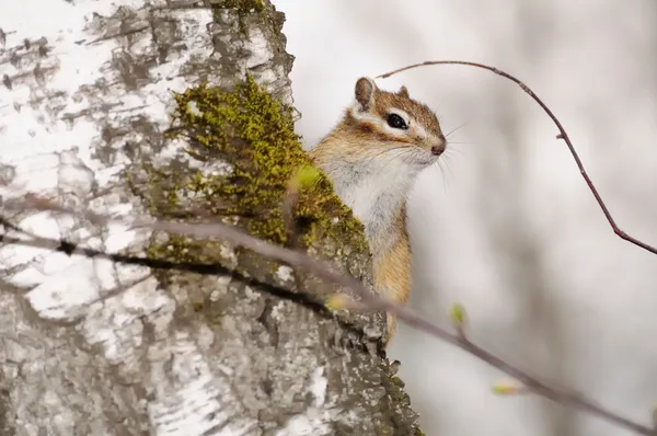 Siberian chipmonk