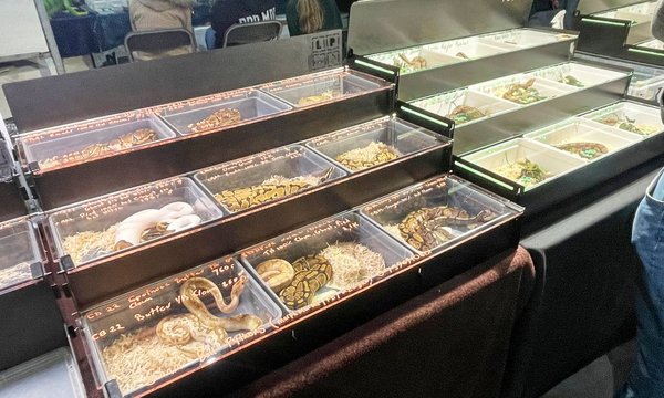 Reptile and amphibian market told to hop it, but has now gone to ground in Ashford, Kent