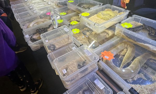 Venues in the South West warned against hosting reptile and amphibian events