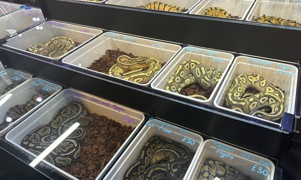 Underground snake market thwarted thanks to Birmingham City Council and Social Club
