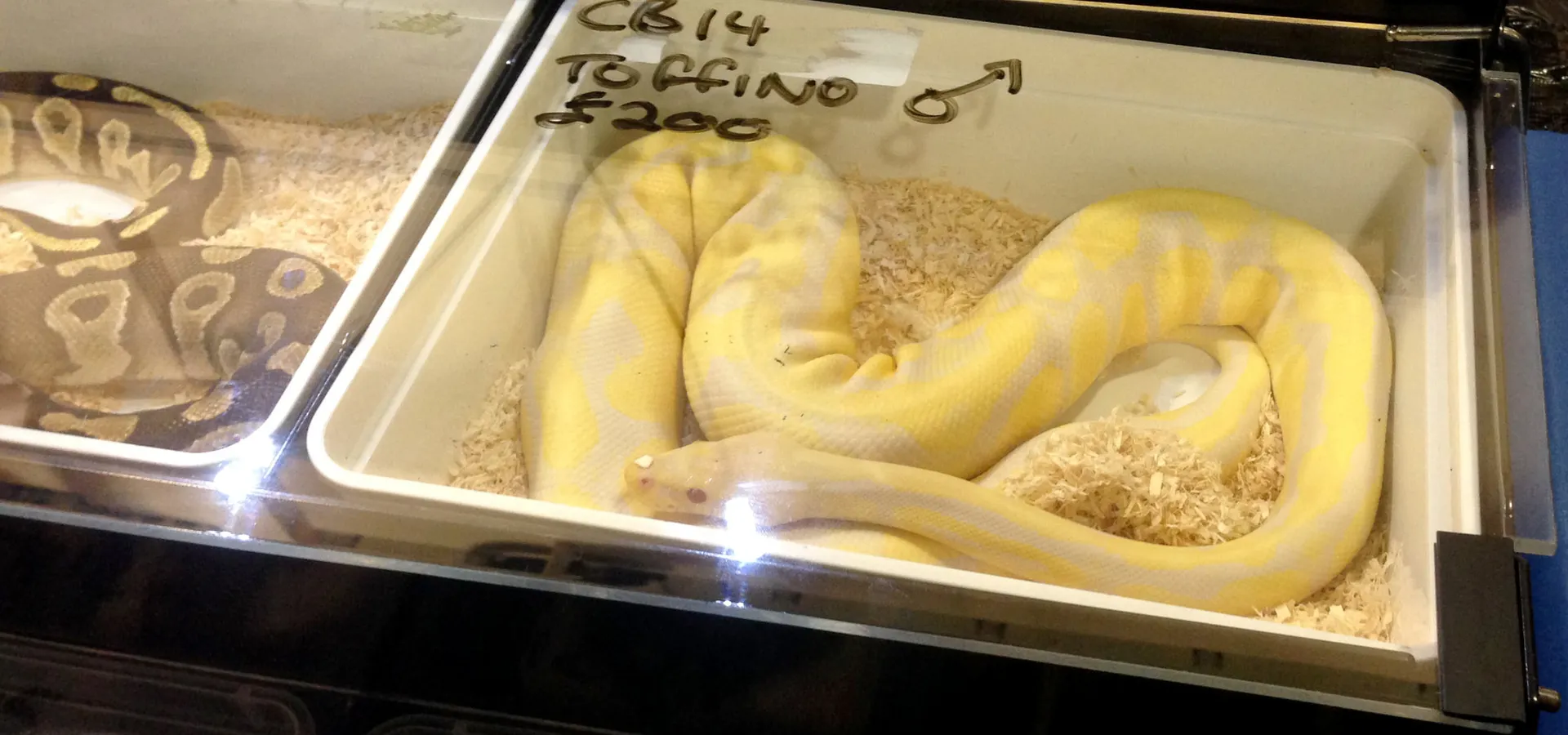 snakes
