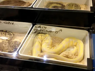 snakes