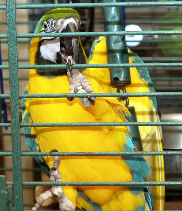 t1